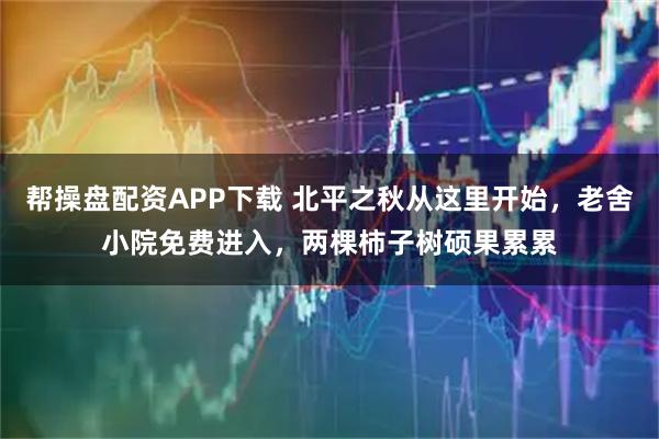 帮操盘配资APP下载 北平之秋从这里开始，老舍小院免费进入，两棵柿子树硕果累累